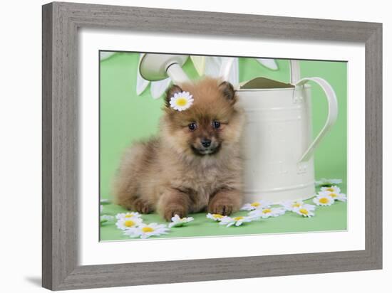 Pomeranian Puppy Sitting Next to Watering-null-Framed Photographic Print