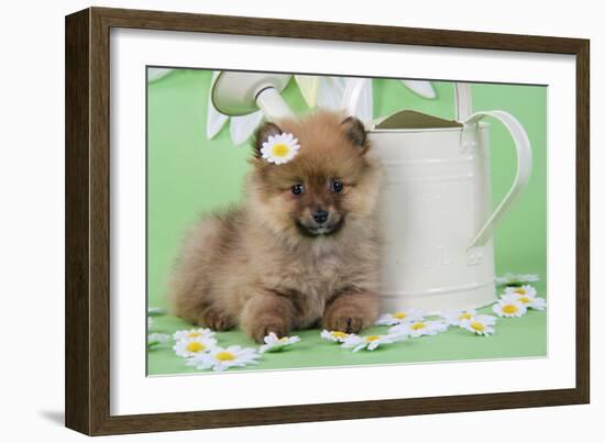 Pomeranian Puppy Sitting Next to Watering-null-Framed Photographic Print