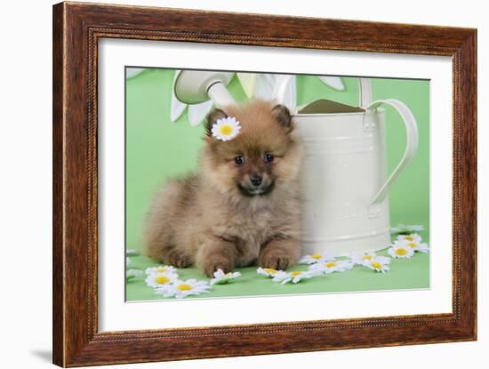 Pomeranian Puppy Sitting Next to Watering-null-Framed Photographic Print