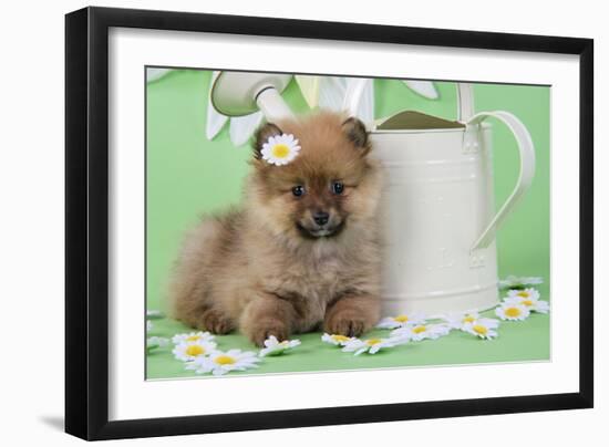 Pomeranian Puppy Sitting Next to Watering-null-Framed Photographic Print