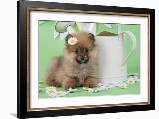 Pomeranian Puppy Sitting Next to Watering-null-Framed Photographic Print