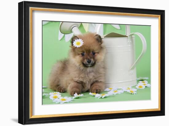 Pomeranian Puppy Sitting Next to Watering-null-Framed Photographic Print