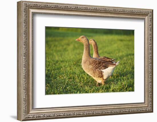 Pomeranian's goose, meadow, close-up, evening light-David & Micha Sheldon-Framed Photographic Print