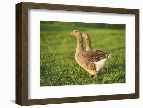 Pomeranian's goose, meadow, close-up, evening light-David & Micha Sheldon-Framed Photographic Print