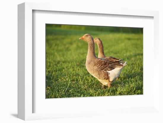 Pomeranian's goose, meadow, close-up, evening light-David & Micha Sheldon-Framed Photographic Print