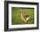 Pomeranian's goose, meadow, close-up, evening light-David & Micha Sheldon-Framed Photographic Print