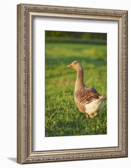 Pomeranian's goose, meadow, close-up, evening light-David & Micha Sheldon-Framed Photographic Print