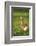 Pomeranian's goose, meadow, close-up, evening light-David & Micha Sheldon-Framed Photographic Print