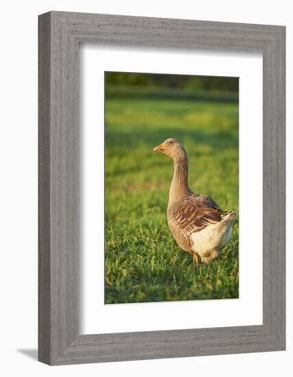 Pomeranian's goose, meadow, close-up, evening light-David & Micha Sheldon-Framed Photographic Print