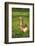 Pomeranian's goose, meadow, close-up, evening light-David & Micha Sheldon-Framed Photographic Print