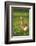 Pomeranian's goose, meadow, close-up, evening light-David & Micha Sheldon-Framed Photographic Print