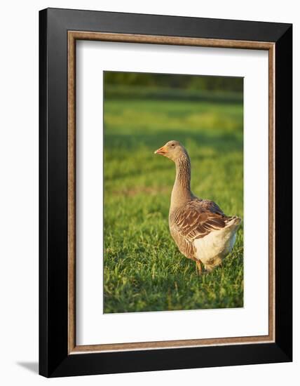 Pomeranian's goose, meadow, close-up, evening light-David & Micha Sheldon-Framed Photographic Print