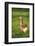 Pomeranian's goose, meadow, close-up, evening light-David & Micha Sheldon-Framed Photographic Print