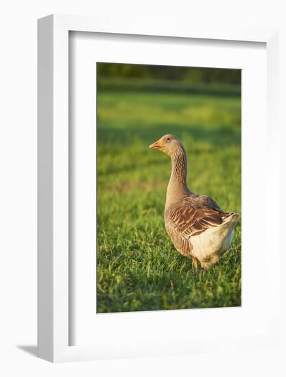 Pomeranian's goose, meadow, close-up, evening light-David & Micha Sheldon-Framed Photographic Print