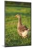 Pomeranian's goose, meadow, close-up, evening light-David & Micha Sheldon-Mounted Photographic Print