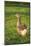 Pomeranian's goose, meadow, close-up, evening light-David & Micha Sheldon-Mounted Photographic Print