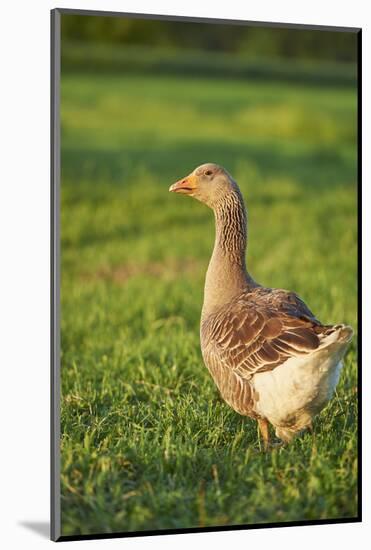 Pomeranian's goose, meadow, close-up, evening light-David & Micha Sheldon-Mounted Photographic Print