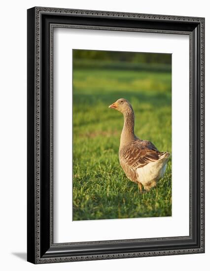 Pomeranian's goose, meadow, close-up, evening light-David & Micha Sheldon-Framed Photographic Print