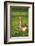 Pomeranian's goose, meadow, close-up, evening light-David & Micha Sheldon-Framed Photographic Print