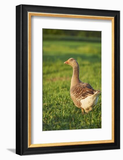 Pomeranian's goose, meadow, close-up, evening light-David & Micha Sheldon-Framed Photographic Print