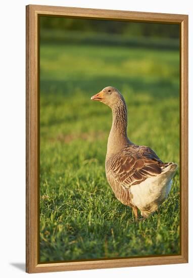 Pomeranian's goose, meadow, close-up, evening light-David & Micha Sheldon-Framed Premier Image Canvas