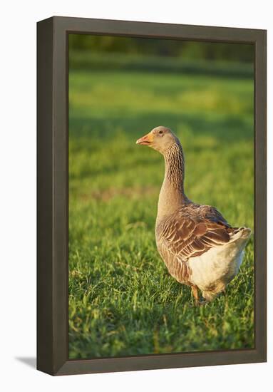 Pomeranian's goose, meadow, close-up, evening light-David & Micha Sheldon-Framed Premier Image Canvas