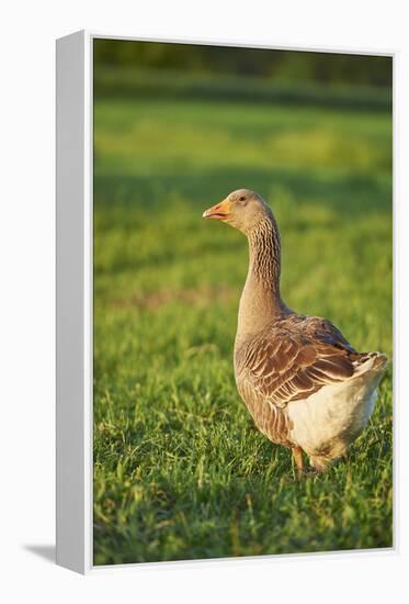 Pomeranian's goose, meadow, close-up, evening light-David & Micha Sheldon-Framed Premier Image Canvas