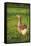 Pomeranian's goose, meadow, close-up, evening light-David & Micha Sheldon-Framed Stretched Canvas