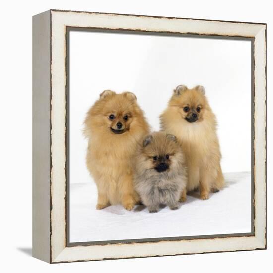 Pomeranian, Three Sitting, One Puppy, Studio Shot-null-Framed Premier Image Canvas