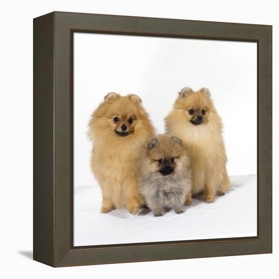 Pomeranian, Three Sitting, One Puppy, Studio Shot-null-Framed Premier Image Canvas