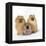 Pomeranian, Three Sitting, One Puppy, Studio Shot-null-Framed Premier Image Canvas