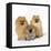 Pomeranian, Three Sitting, One Puppy, Studio Shot-null-Framed Premier Image Canvas