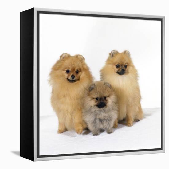 Pomeranian, Three Sitting, One Puppy, Studio Shot-null-Framed Premier Image Canvas