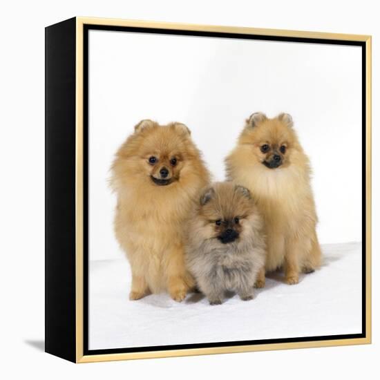 Pomeranian, Three Sitting, One Puppy, Studio Shot-null-Framed Premier Image Canvas