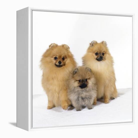 Pomeranian, Three Sitting, One Puppy, Studio Shot-null-Framed Premier Image Canvas