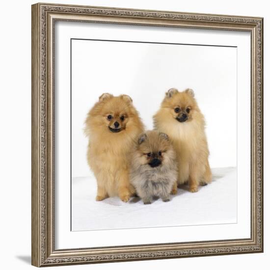 Pomeranian, Three Sitting, One Puppy, Studio Shot-null-Framed Photographic Print