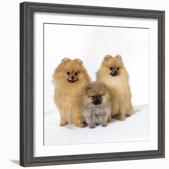 Pomeranian, Three Sitting, One Puppy, Studio Shot-null-Framed Photographic Print