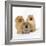 Pomeranian, Three Sitting, One Puppy, Studio Shot-null-Framed Photographic Print