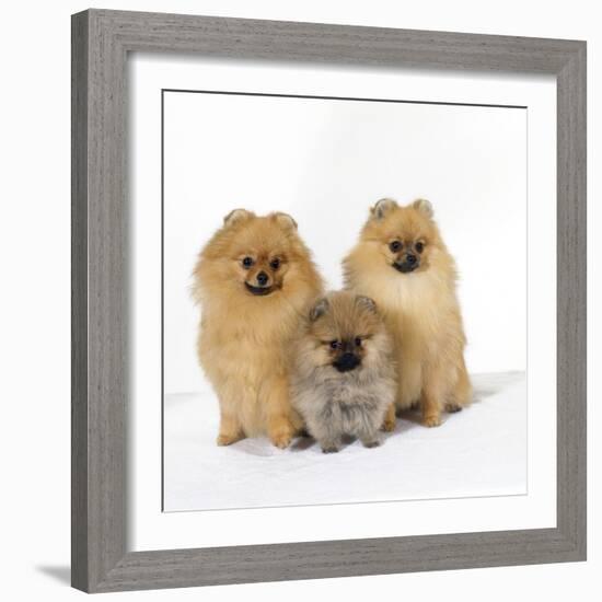 Pomeranian, Three Sitting, One Puppy, Studio Shot-null-Framed Photographic Print