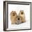 Pomeranian, Three Sitting, One Puppy, Studio Shot-null-Framed Photographic Print