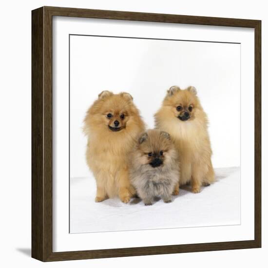 Pomeranian, Three Sitting, One Puppy, Studio Shot-null-Framed Photographic Print