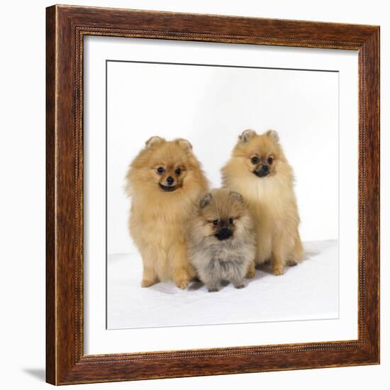 Pomeranian, Three Sitting, One Puppy, Studio Shot-null-Framed Photographic Print