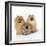 Pomeranian, Three Sitting, One Puppy, Studio Shot-null-Framed Photographic Print