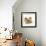 Pomeranian, Three Sitting, One Puppy, Studio Shot-null-Framed Photographic Print displayed on a wall