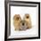 Pomeranian, Three Sitting, One Puppy, Studio Shot-null-Framed Photographic Print