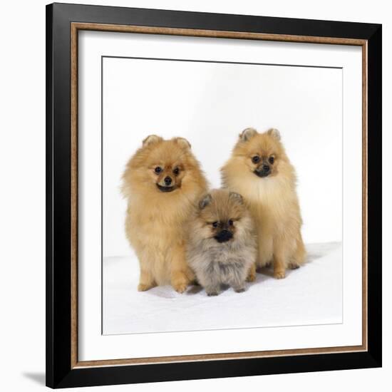 Pomeranian, Three Sitting, One Puppy, Studio Shot-null-Framed Photographic Print