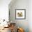 Pomeranian, Three Sitting, One Puppy, Studio Shot-null-Framed Photographic Print displayed on a wall