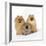 Pomeranian, Three Sitting, One Puppy, Studio Shot-null-Framed Photographic Print