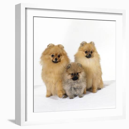 Pomeranian, Three Sitting, One Puppy, Studio Shot-null-Framed Photographic Print