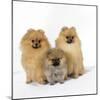Pomeranian, Three Sitting, One Puppy, Studio Shot-null-Mounted Photographic Print